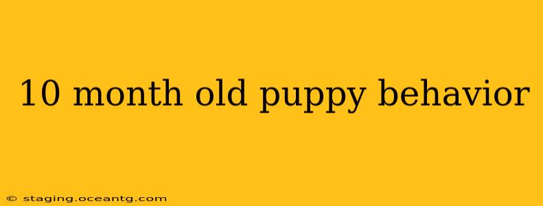 10 month old puppy behavior