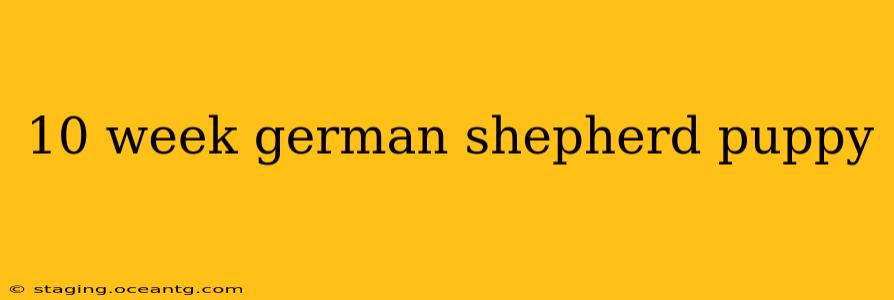 10 week german shepherd puppy