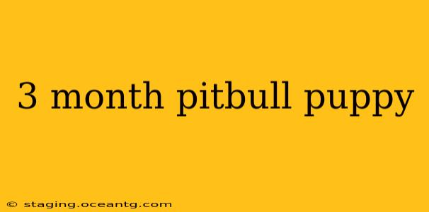 3 month pitbull puppy