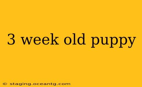 3 week old puppy