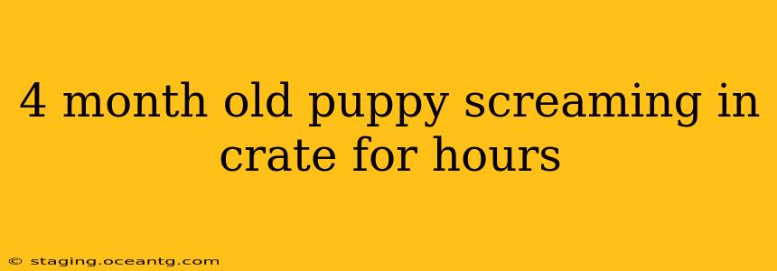 4 month old puppy screaming in crate for hours