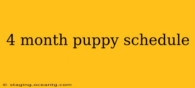 4 month puppy schedule
