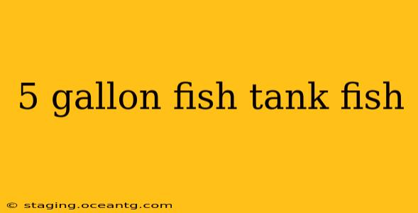 5 gallon fish tank fish