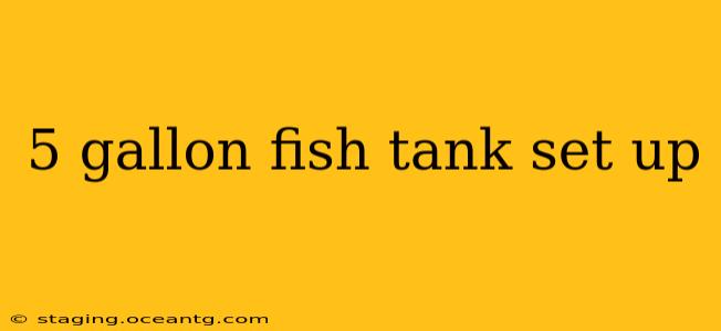 5 gallon fish tank set up