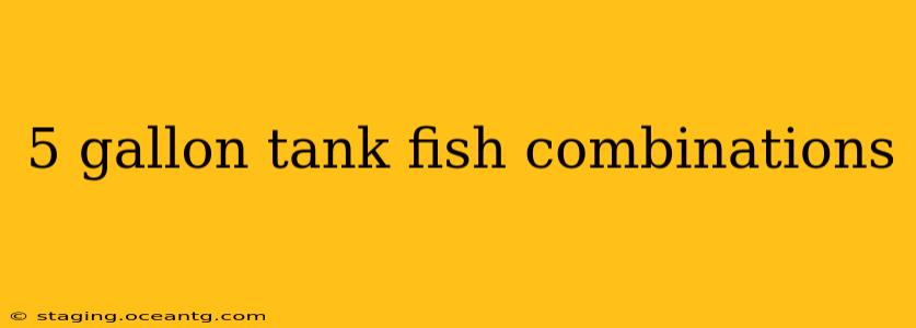 5 gallon tank fish combinations