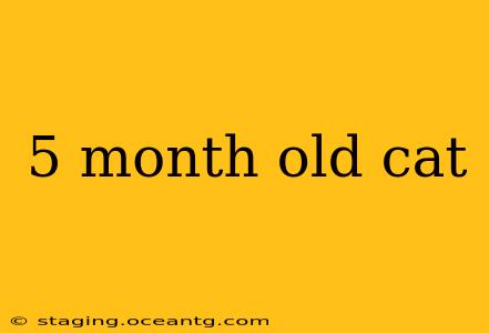 5 month old cat