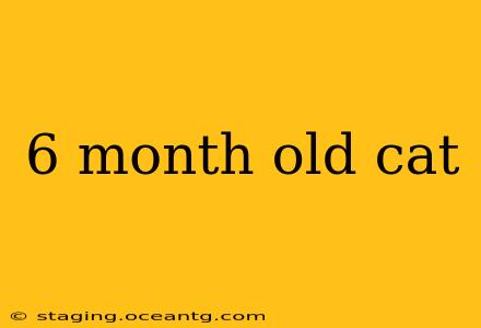 6 month old cat