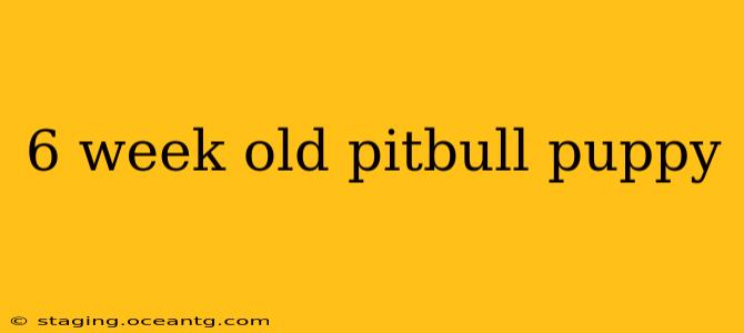 6 week old pitbull puppy