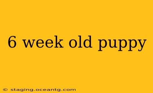 6 week old puppy