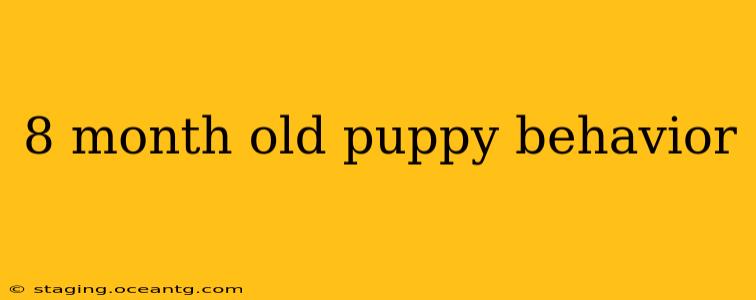 8 month old puppy behavior
