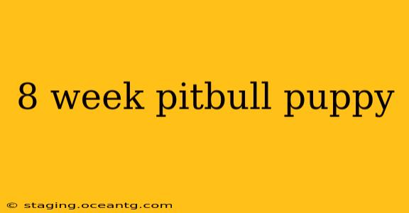 8 week pitbull puppy