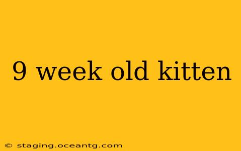 9 week old kitten
