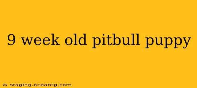 9 week old pitbull puppy