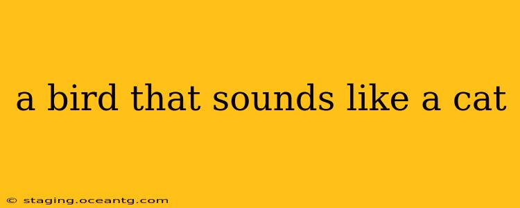 a bird that sounds like a cat