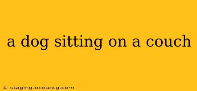 a dog sitting on a couch