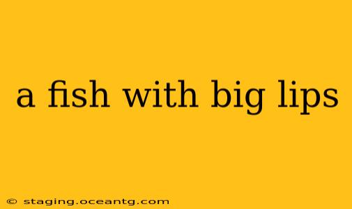 a fish with big lips