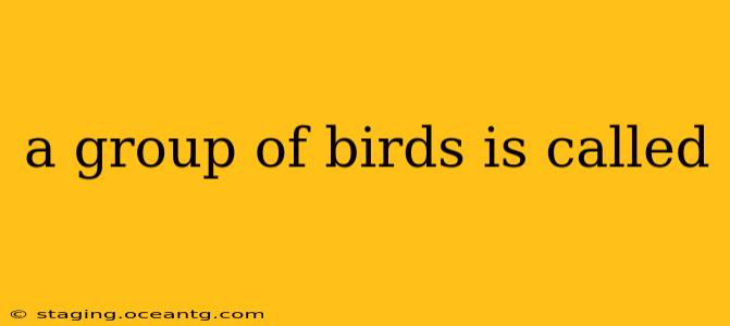 a group of birds is called