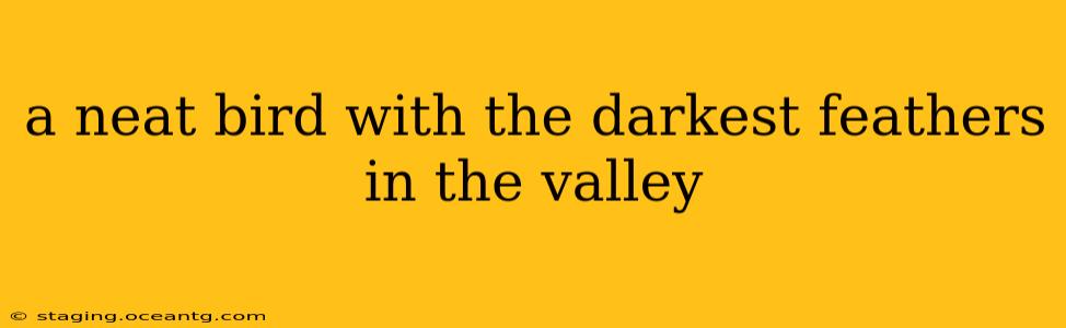 a neat bird with the darkest feathers in the valley