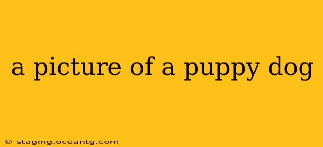 a picture of a puppy dog