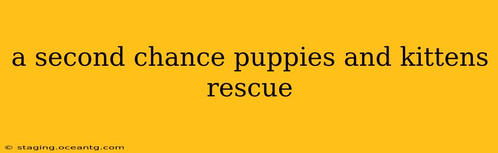 a second chance puppies and kittens rescue