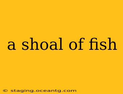 a shoal of fish