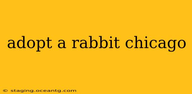 adopt a rabbit chicago