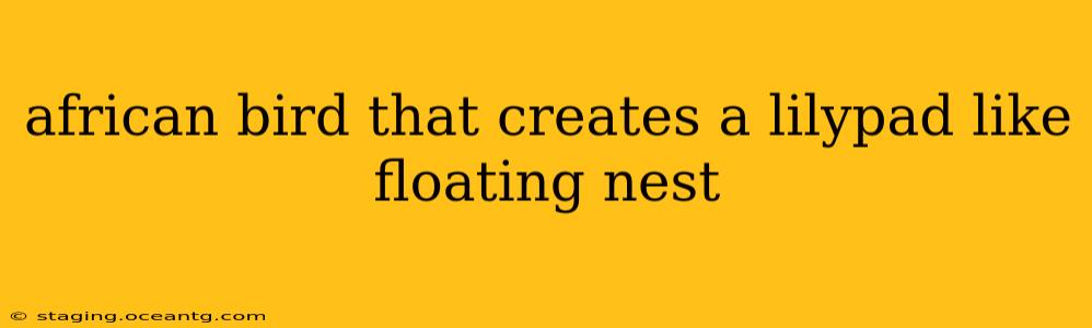 african bird that creates a lilypad like floating nest