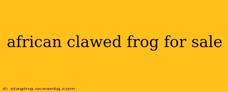 african clawed frog for sale