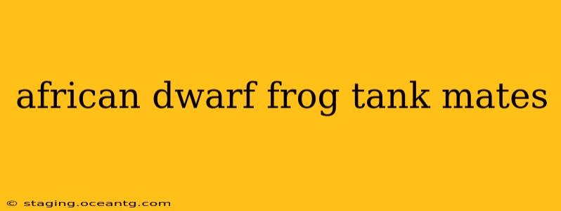 african dwarf frog tank mates