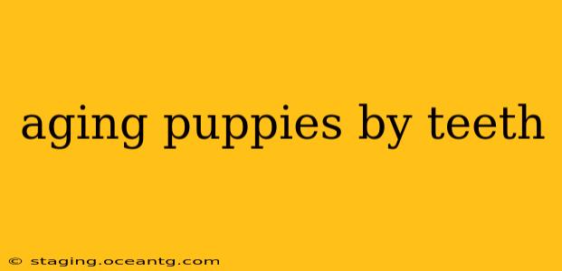 aging puppies by teeth