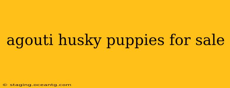 agouti husky puppies for sale