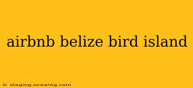 airbnb belize bird island