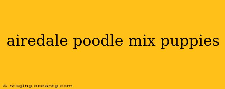 airedale poodle mix puppies