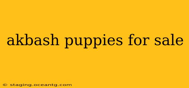 akbash puppies for sale