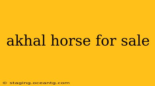 akhal horse for sale