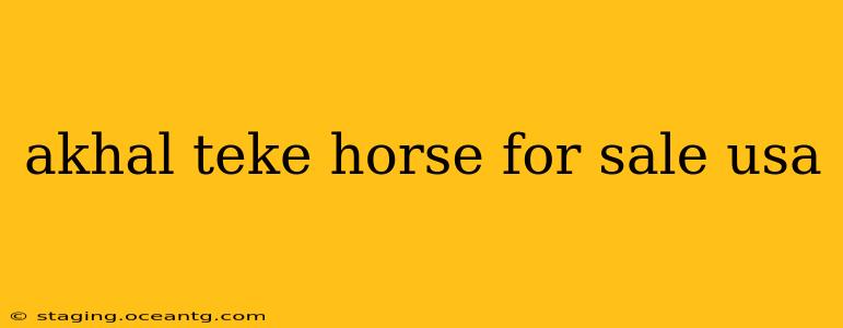 akhal teke horse for sale usa