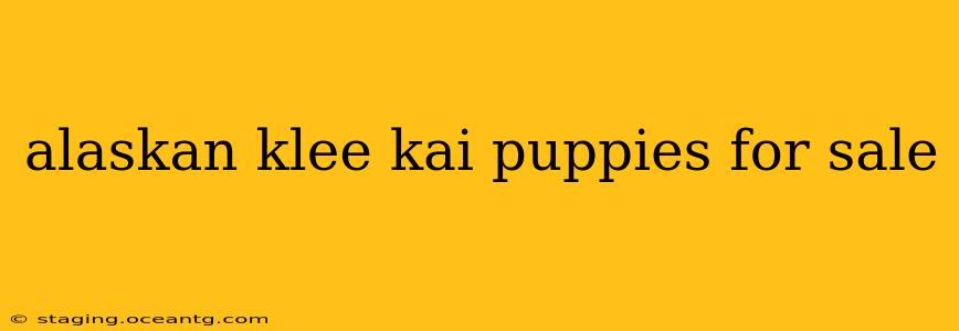 alaskan klee kai puppies for sale
