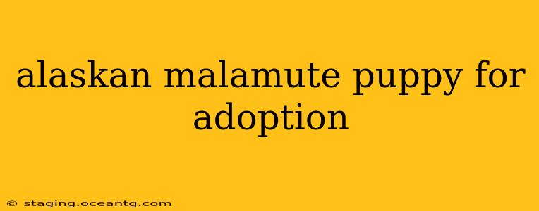 alaskan malamute puppy for adoption