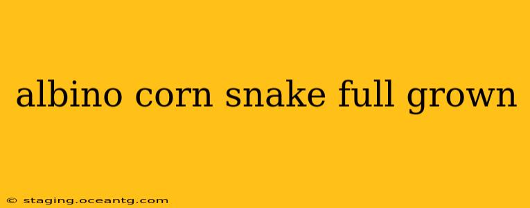 albino corn snake full grown