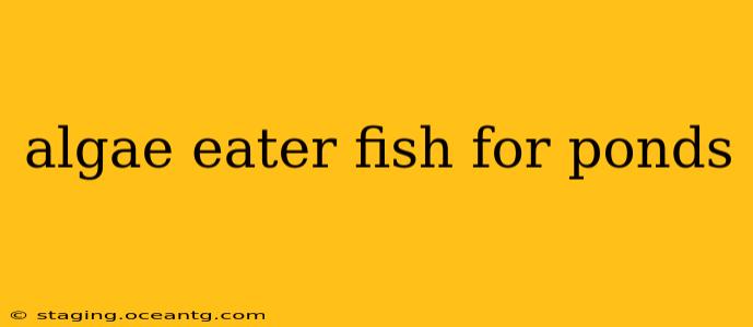 algae eater fish for ponds