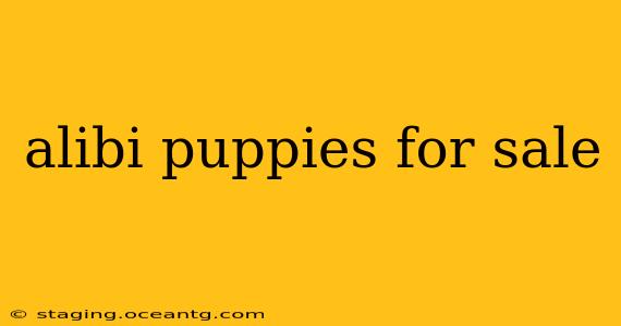 alibi puppies for sale