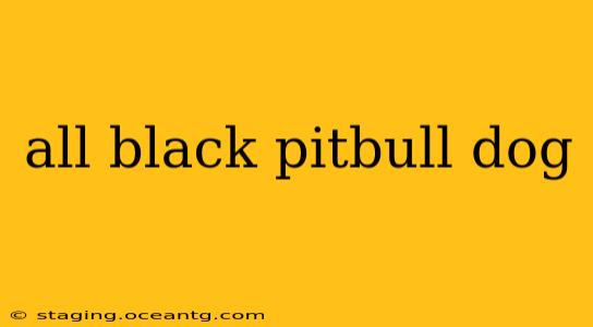 all black pitbull dog