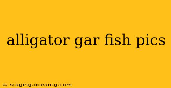 alligator gar fish pics