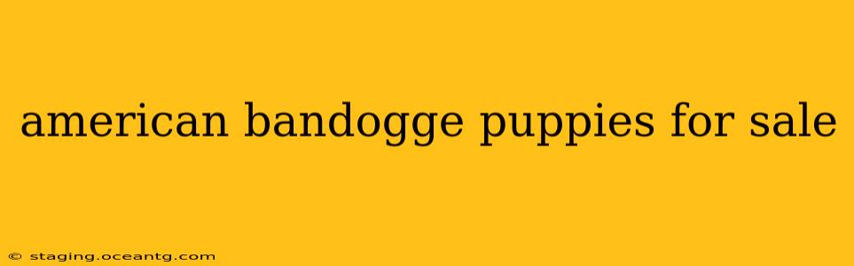 american bandogge puppies for sale
