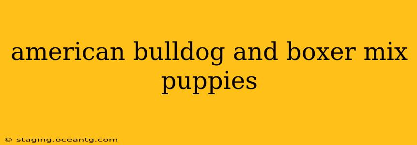 american bulldog and boxer mix puppies