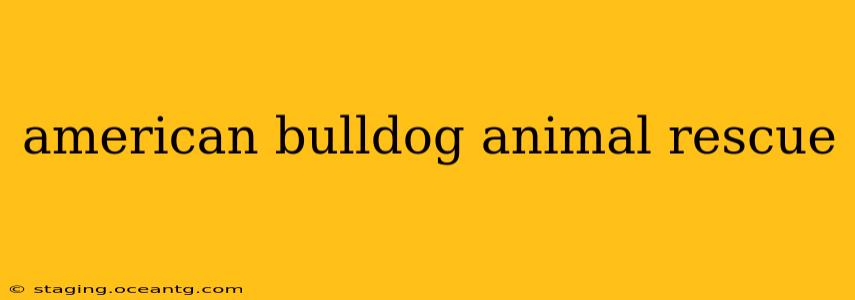 american bulldog animal rescue