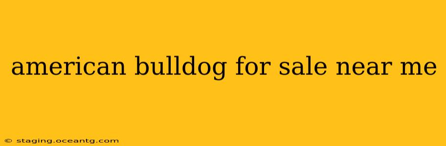 american bulldog for sale near me