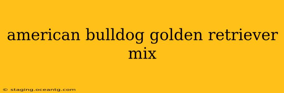 american bulldog golden retriever mix