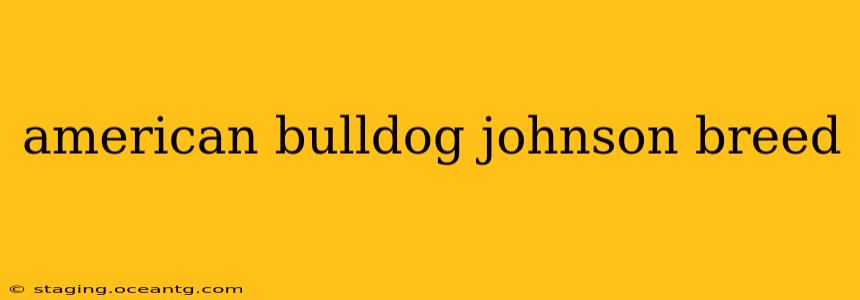 american bulldog johnson breed