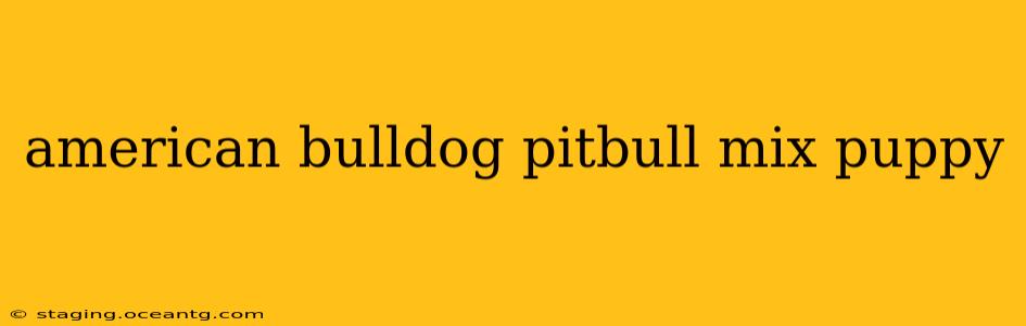 american bulldog pitbull mix puppy
